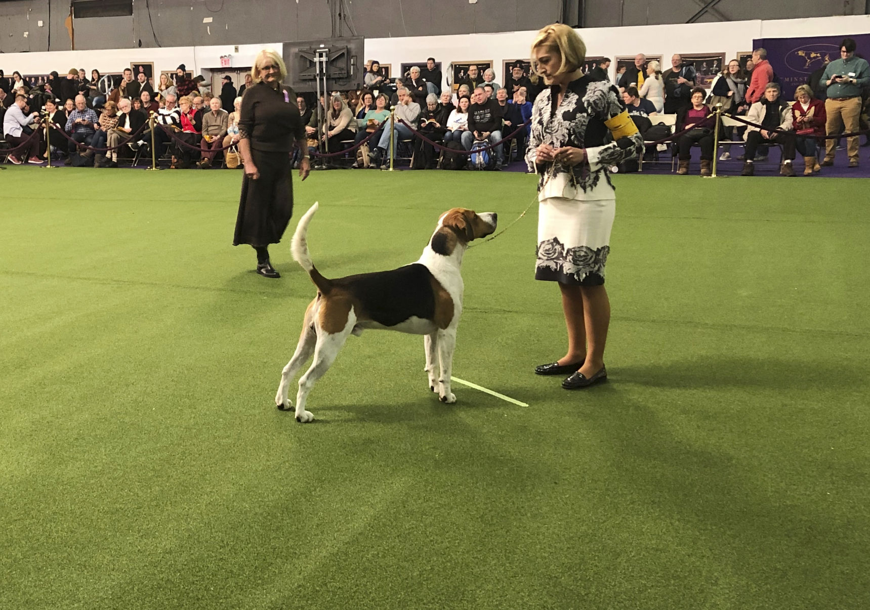 And the rarest breed ... English foxhounds